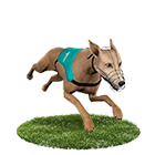 現金版推薦娛樂城白金賽狗